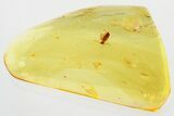 Fossil Ant-Like Leaf Beetle (Palaeocnopus) in Baltic Amber #321740-1